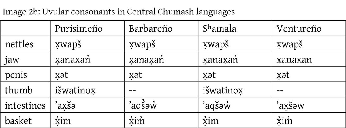 2/12 Other C. Chumash languages have 2 dorsal fricatives: <x> [χ] and <x̓> [χ̕ ]. PUY has the first, but it seems to have been in the process of changing location. In words where it occurs, it invariably corresponds to uvular fricatives or plosives in other C. Chumash languages.