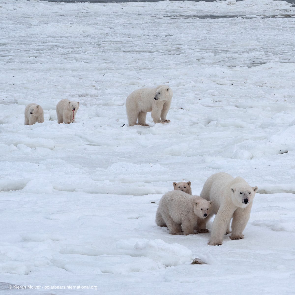 PolarBears's tweet photo. Hot of the press! Winter E-Newsletter: Triplet Cubs, Unique Bear Sightings, Svalbard Winter, Burr on Fur, and more: https://t.co/197dU89eBn

#PolarBearNews #PolarBearStory https://t.co/CUysPHTq2X