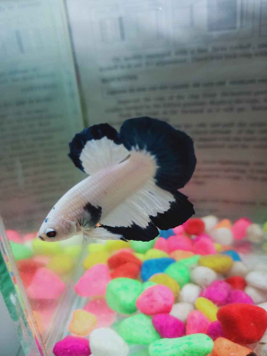 RiduanSodra's tweet photo. #Bettafish#bettashowindonesia #bettafish #bettakalimantan #bettaofinstagram #bettafishcommunity #bettacompetition #bettablackkoi #bettahellboy #bettashowindonesia #bettas #bettafarm #bettalove #bettaworld #bettaavatar #bettamakassar #bettahobby #bettamahal #Betta #pecintacupang https://t.co/WSWVTQsRTs