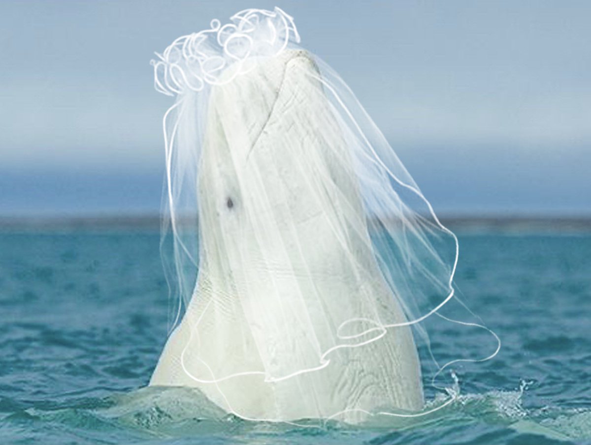 you’ve heard of elf on the shelf, now get ready for (a thread)