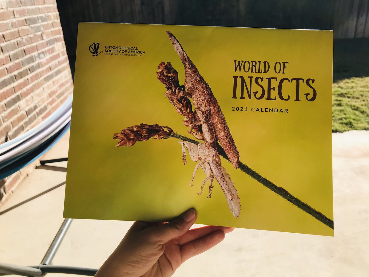 MC_Tocora's tweet photo. Feeling excited! Starting a new entomological year early! ππππ Thanks so much @EntsocAmerica #entopoc https://t.co/WNbDAb3doL