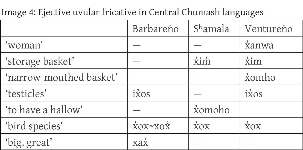 9/12 Indirect support for the pharyngeal hypothesis. The ejective fricative <x̣> [χ̕ ], though rare per word in C. Chumash, is in common words, like the word for ‘big,’ ‘woman,’ and ‘basket.’ Examples of this phoneme have been given in Image 4.