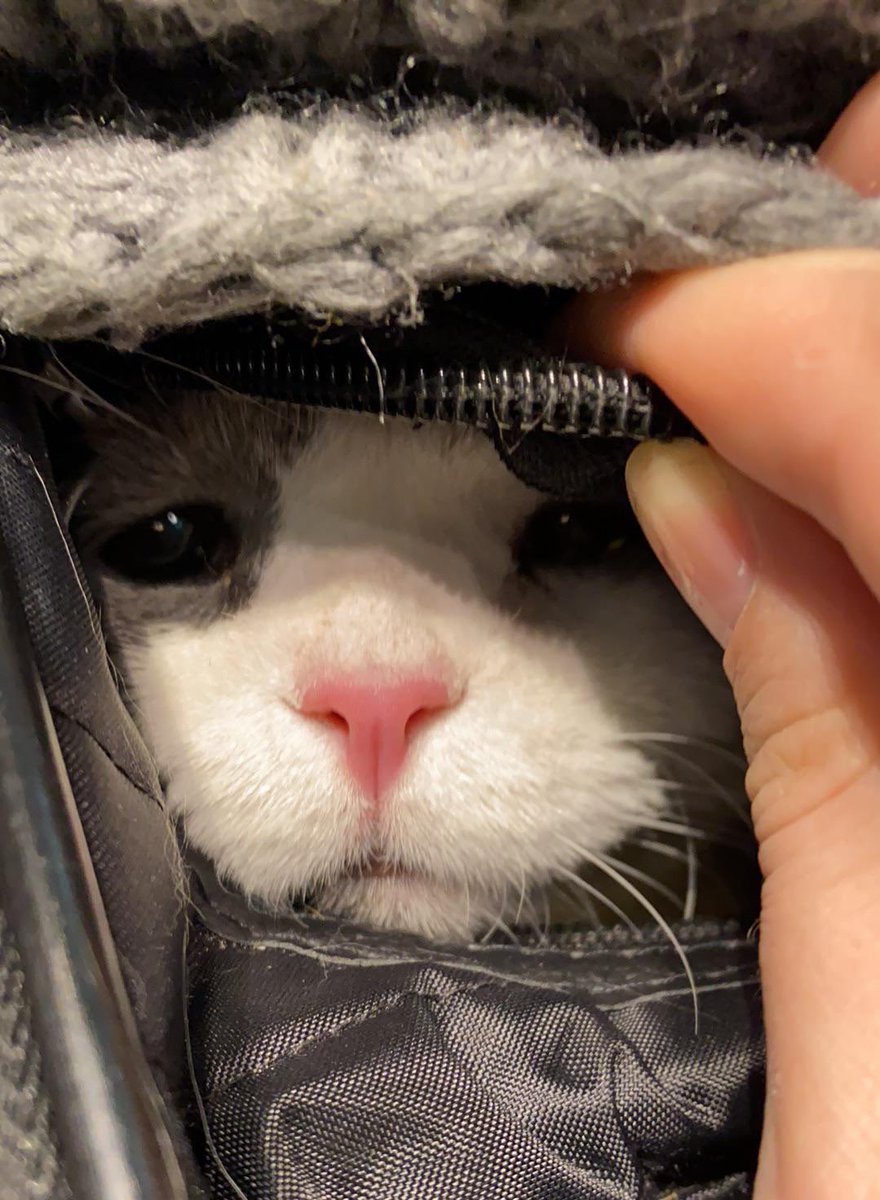 i like cats tweet media