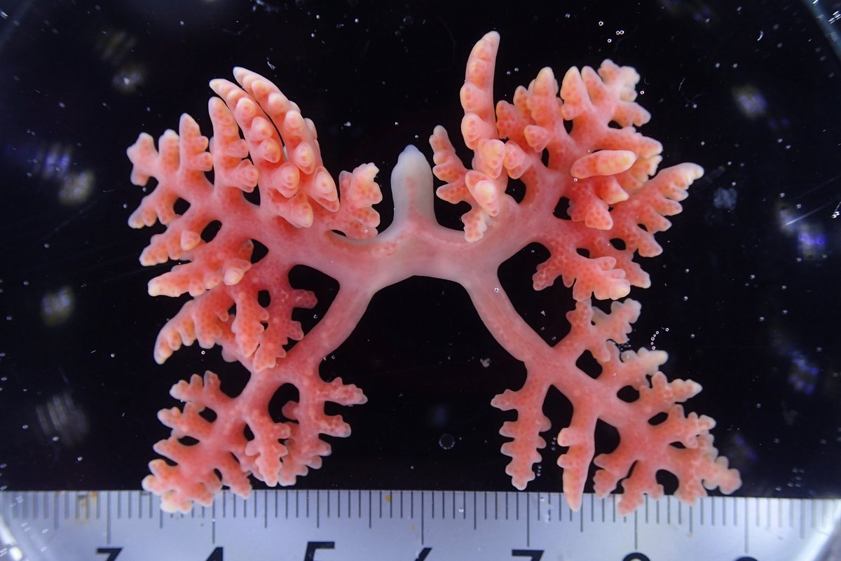 Ross Piper tweet media