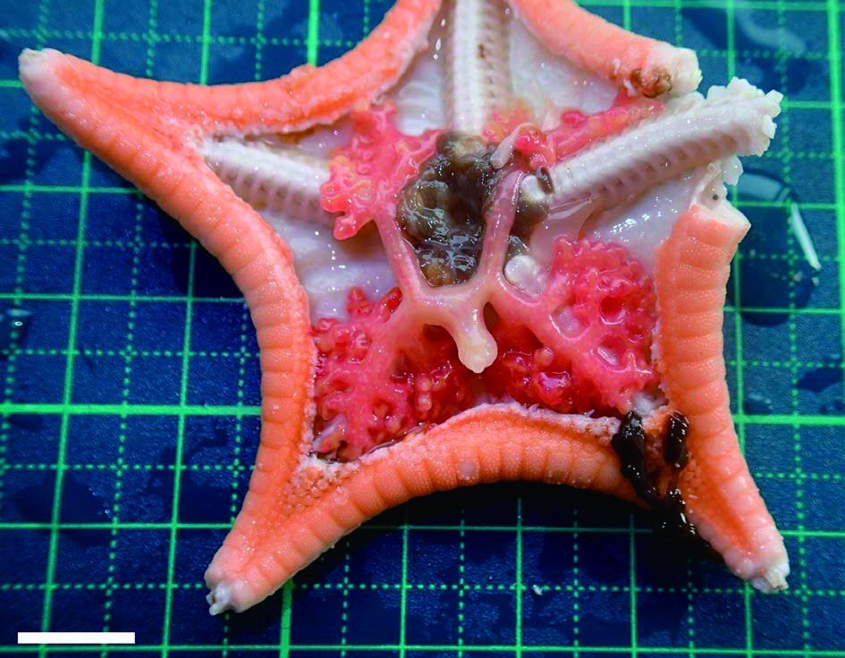 Ross Piper tweet media