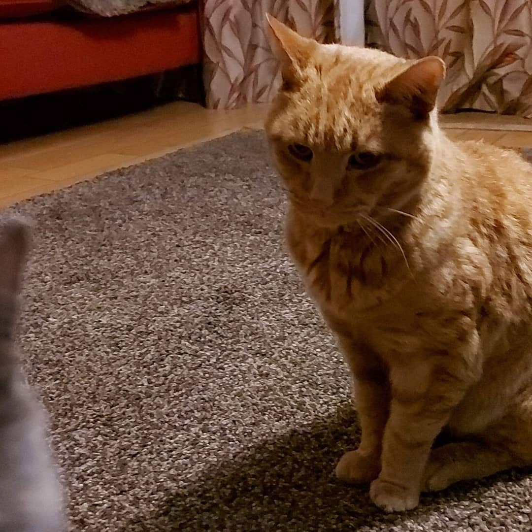 UEA Politics Society tweet media