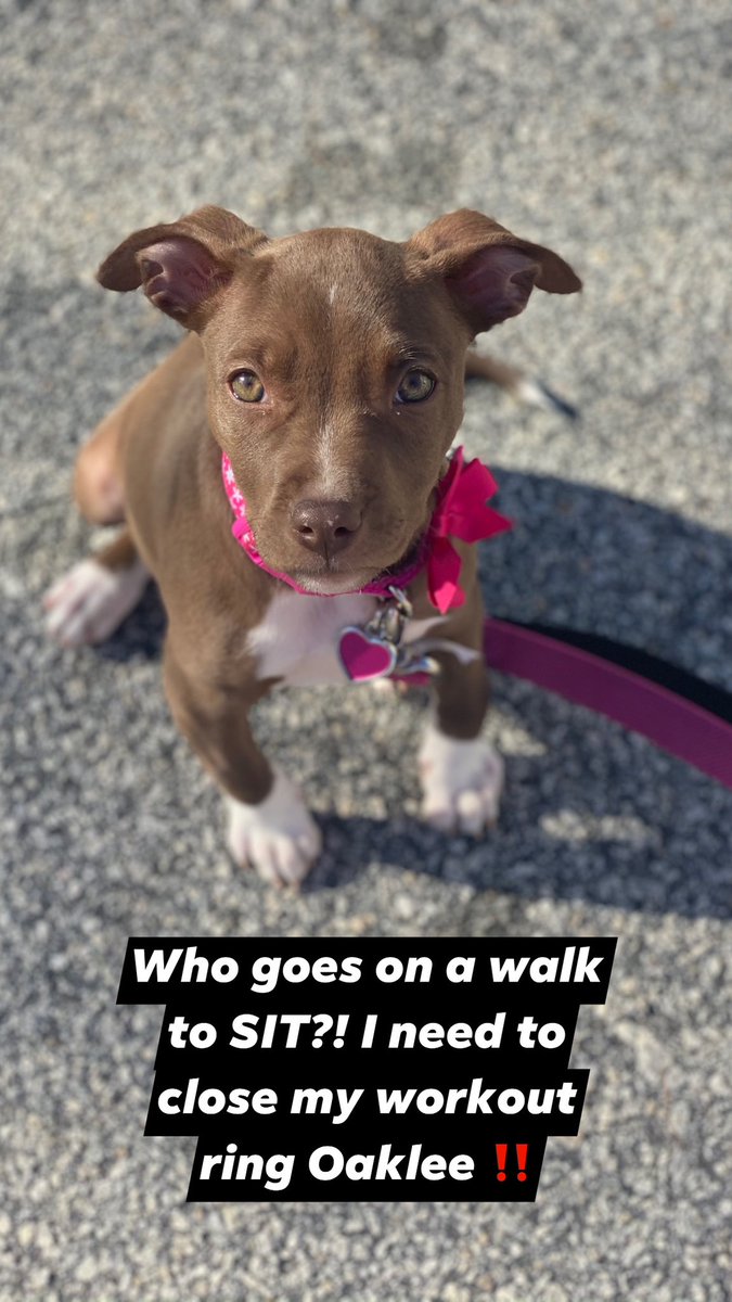 NikkWinstonCPA's tweet image. Current situation. 🤦🏽‍♀️ 

#pitbullpuppies #pitbulllover #puppymom #PitBullsAreTheBest #AndSpoiled