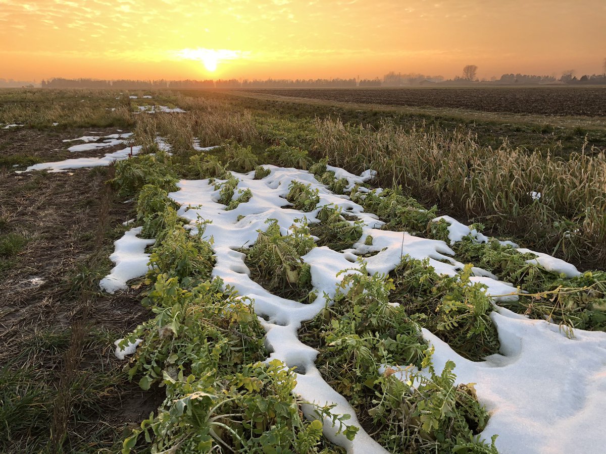 LauraVanEerd's tweet photo. @CoryLCowan #covercrop Biostrips, mixes, termination, tillage, compared with no-CC or intersown red clover. Can’t wait for #corn21 https://t.co/nERK8tjsmj