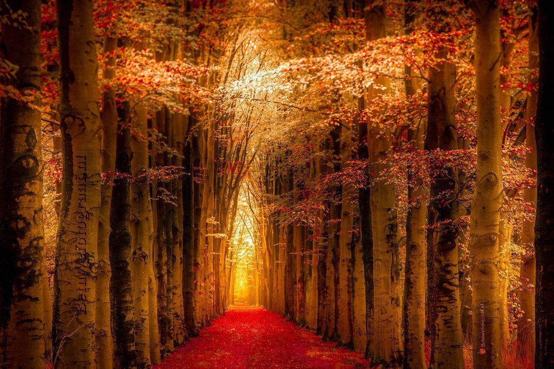 noveliciouss's tweet photo. As you start to walk on the way, the way appears.
Rumi
#writing #inspiration 
#Art betuwefotograaf https://t.co/wYHDT4jw4h