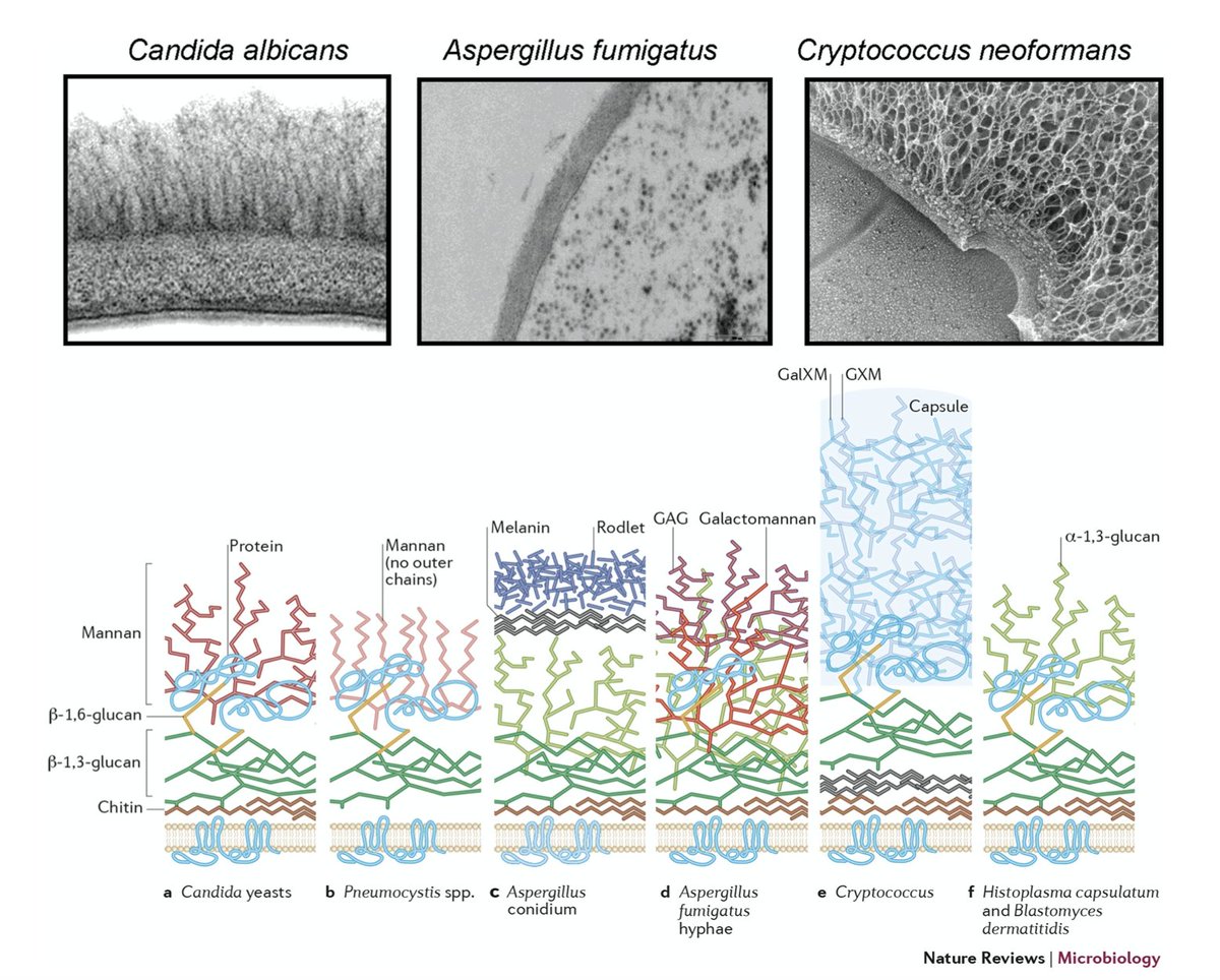 Adding insult to injury, Cannabis flowers are dried in a curing process which helps to desiccate the bacteria but stimulates many yeast and molds to thicken their cell walls making them harder to lyse. To get qPCR to correlate with viable yeast and molds, we need Live-Dead tricks