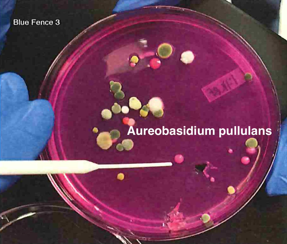 Once we have an understanding of how ideal controls perform regarding viability in culture, we turn to real biological samples where the microbiome is unknown. We are going to need whole genome sequencing to sort this out. Not PCR as we cant afford the primer bias.