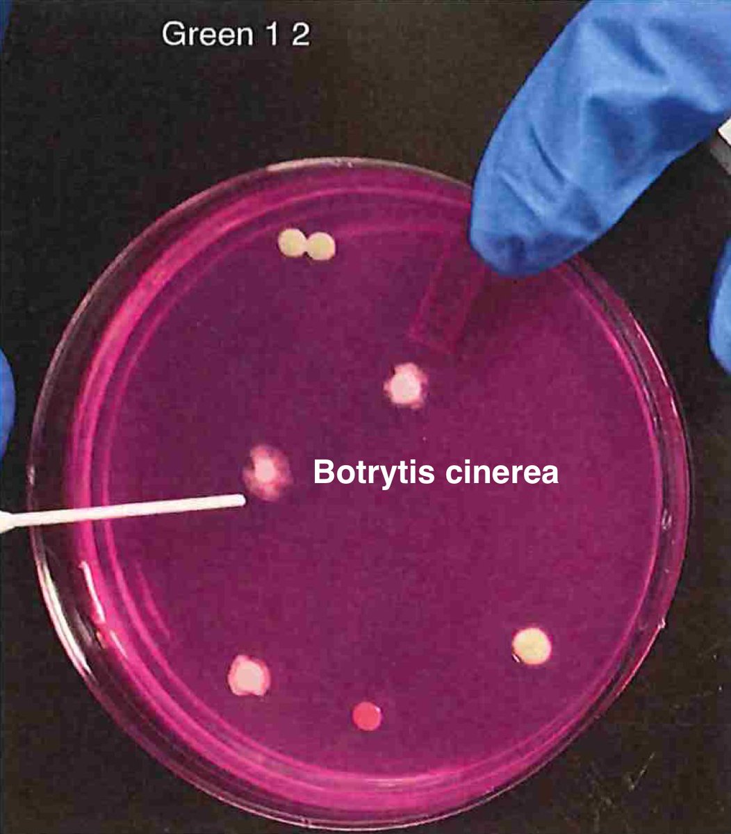 Once we have an understanding of how ideal controls perform regarding viability in culture, we turn to real biological samples where the microbiome is unknown. We are going to need whole genome sequencing to sort this out. Not PCR as we cant afford the primer bias.