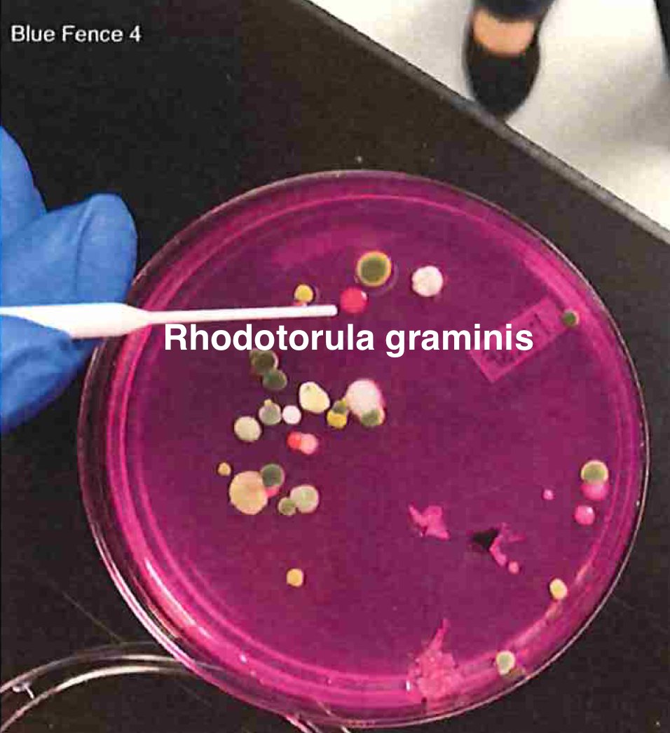 Once we have an understanding of how ideal controls perform regarding viability in culture, we turn to real biological samples where the microbiome is unknown. We are going to need whole genome sequencing to sort this out. Not PCR as we cant afford the primer bias.