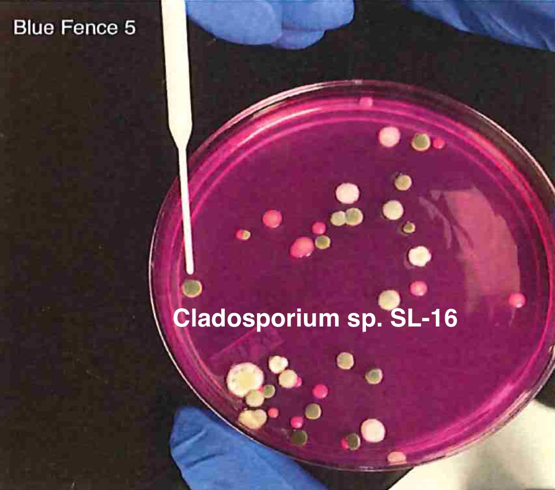 Once we have an understanding of how ideal controls perform regarding viability in culture, we turn to real biological samples where the microbiome is unknown. We are going to need whole genome sequencing to sort this out. Not PCR as we cant afford the primer bias.