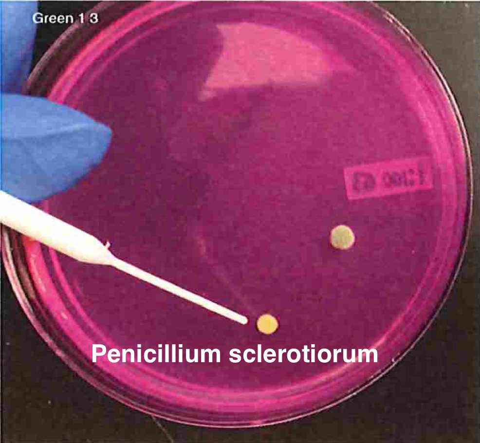 What do I mean by primer bias?Your primers can only amplify organisms that match your primers and its possible any given selection of ITS primers will miss certain microbes with mutations under the primers.Whole Genome Sequencing is unbiased in this regard.