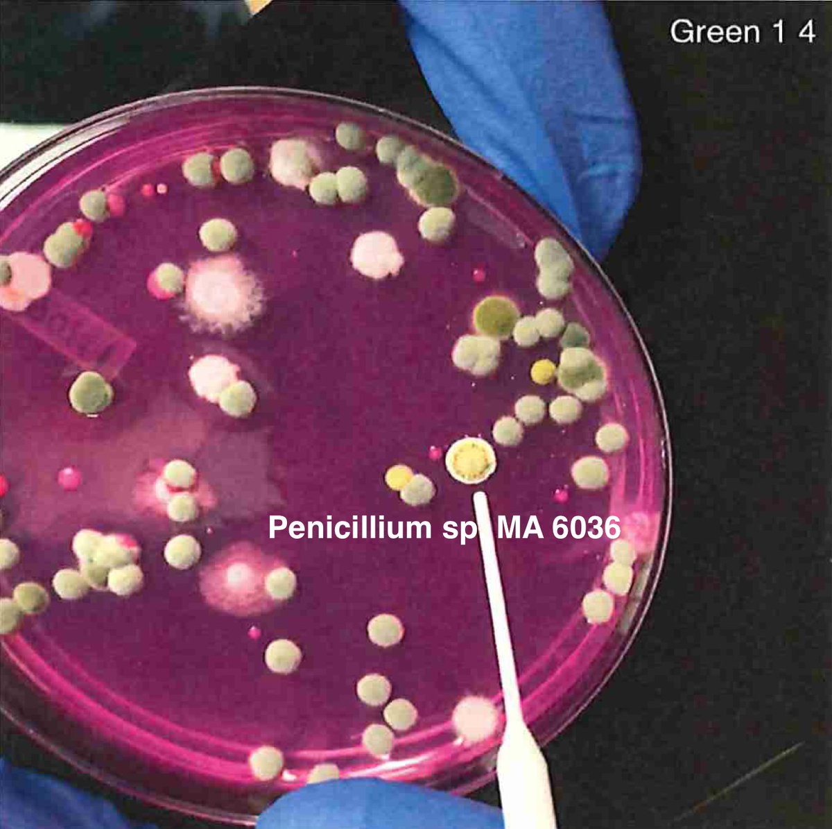 What do I mean by primer bias?Your primers can only amplify organisms that match your primers and its possible any given selection of ITS primers will miss certain microbes with mutations under the primers.Whole Genome Sequencing is unbiased in this regard.