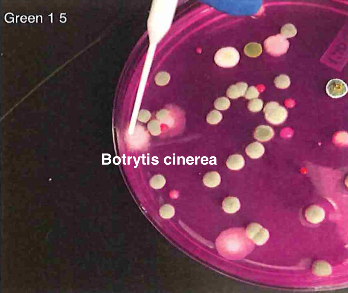 What do I mean by primer bias?Your primers can only amplify organisms that match your primers and its possible any given selection of ITS primers will miss certain microbes with mutations under the primers.Whole Genome Sequencing is unbiased in this regard.