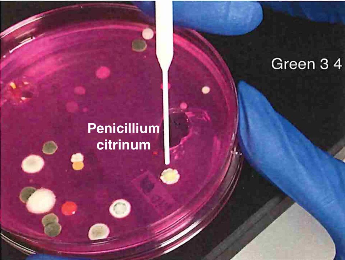 So plate microbiomes from 14 different outdoor cannabis plants and begin to isolate each pathogen and sequence its genome. Part of this isolation process is ensuring our Lysis conditions liberate DNA. DNA coming from culture only represents the DNA that is in viable organisms.