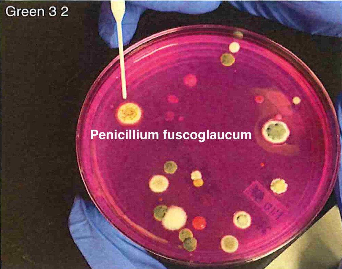 So plate microbiomes from 14 different outdoor cannabis plants and begin to isolate each pathogen and sequence its genome. Part of this isolation process is ensuring our Lysis conditions liberate DNA. DNA coming from culture only represents the DNA that is in viable organisms.