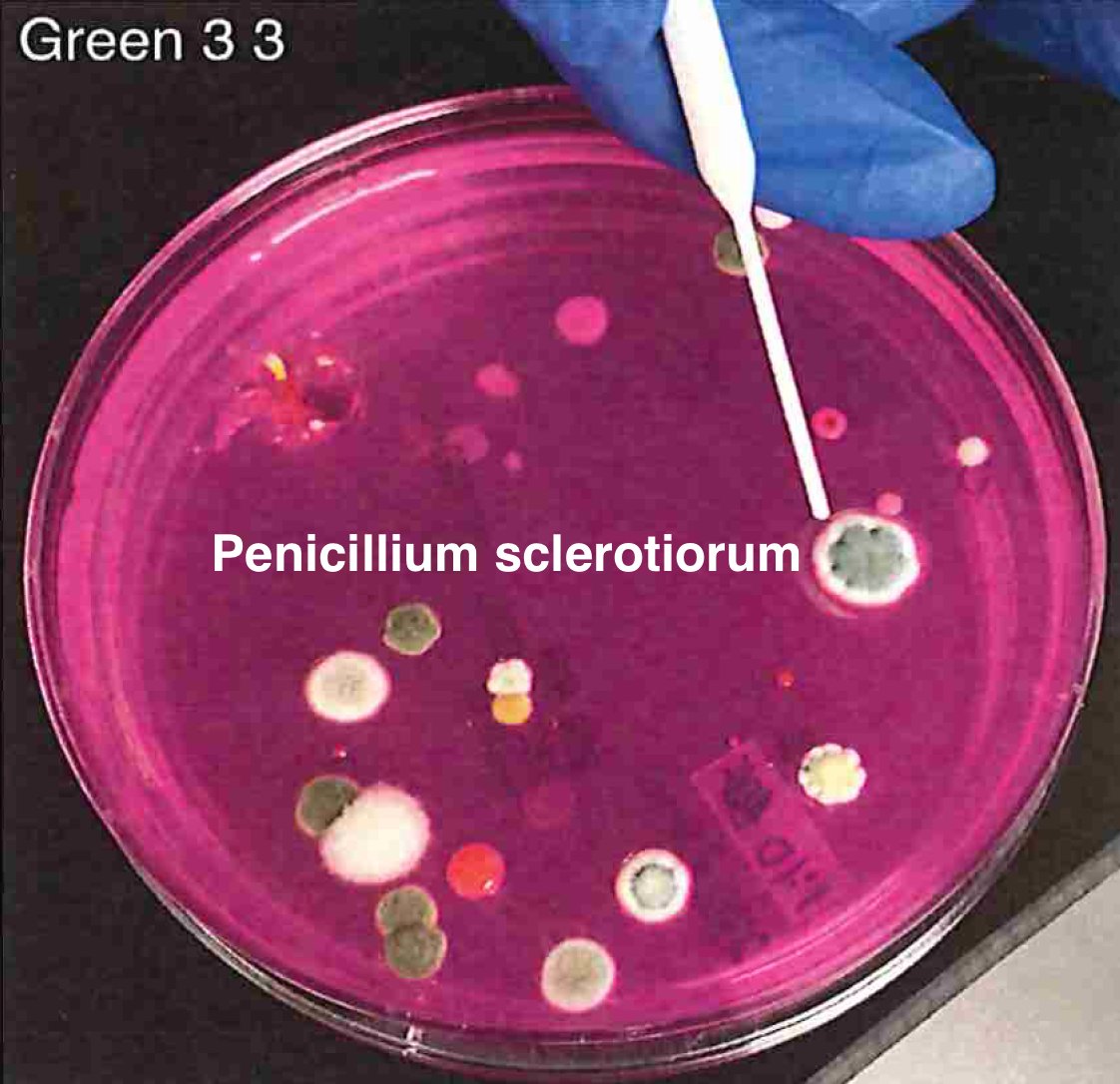 So plate microbiomes from 14 different outdoor cannabis plants and begin to isolate each pathogen and sequence its genome. Part of this isolation process is ensuring our Lysis conditions liberate DNA. DNA coming from culture only represents the DNA that is in viable organisms.