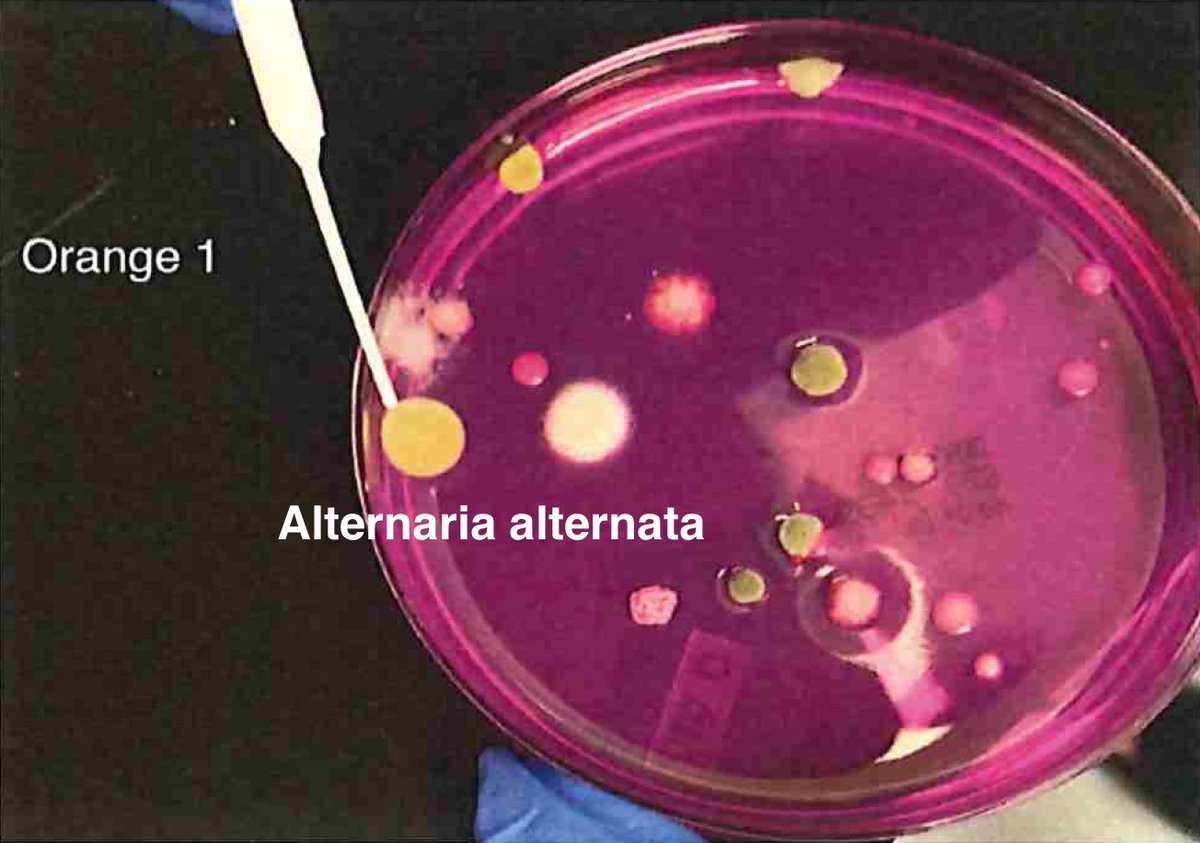 So plate microbiomes from 14 different outdoor cannabis plants and begin to isolate each pathogen and sequence its genome. Part of this isolation process is ensuring our Lysis conditions liberate DNA. DNA coming from culture only represents the DNA that is in viable organisms.