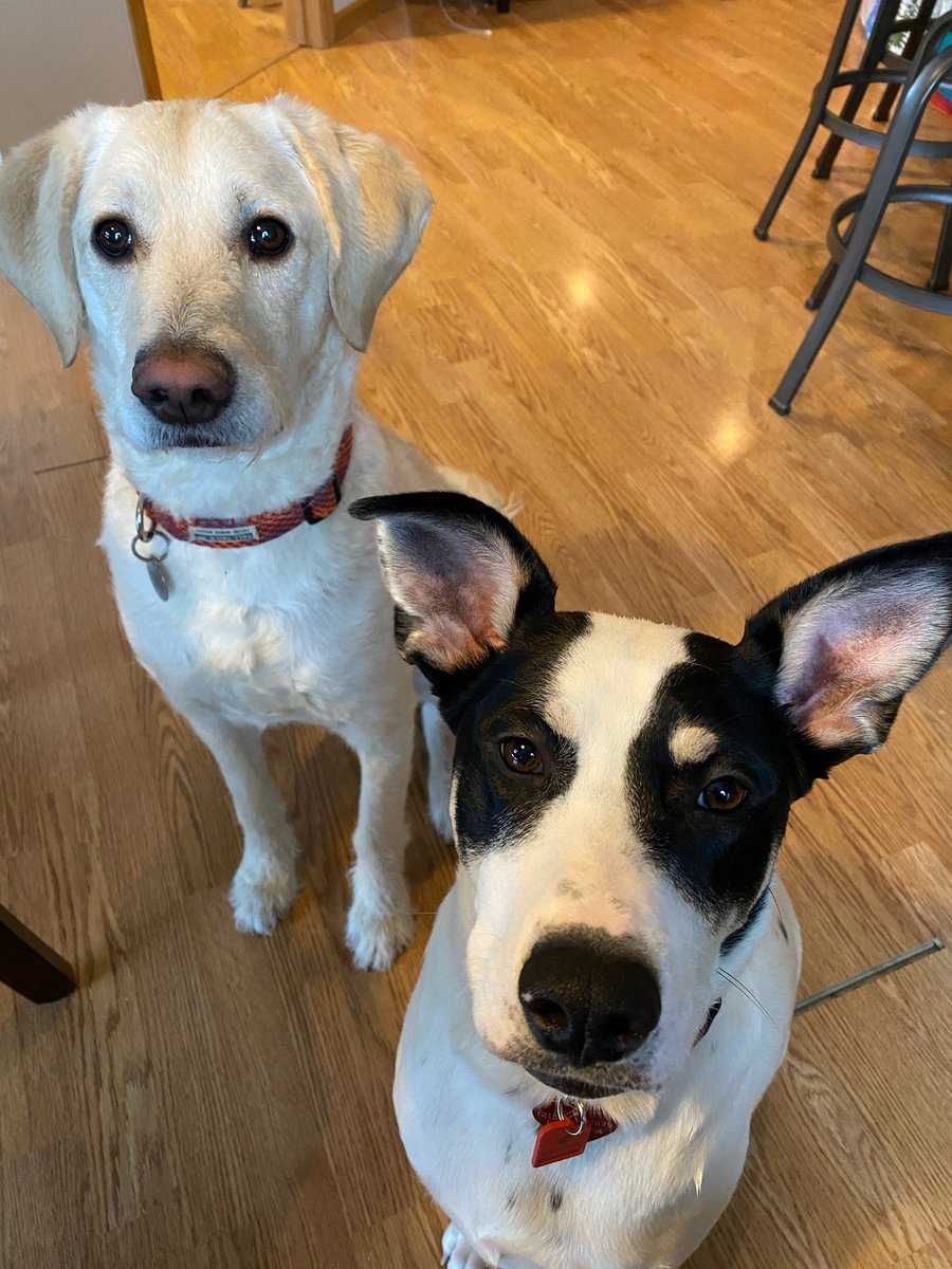 KirbyHrbek's tweet photo. Kermit is at her cousins house for the weekend. Rumor is they are becoming best friends. That's Hank in the back with his antenna's in the down position. Kermit is scanning for a signal. https://t.co/YhlrKxt9qk
