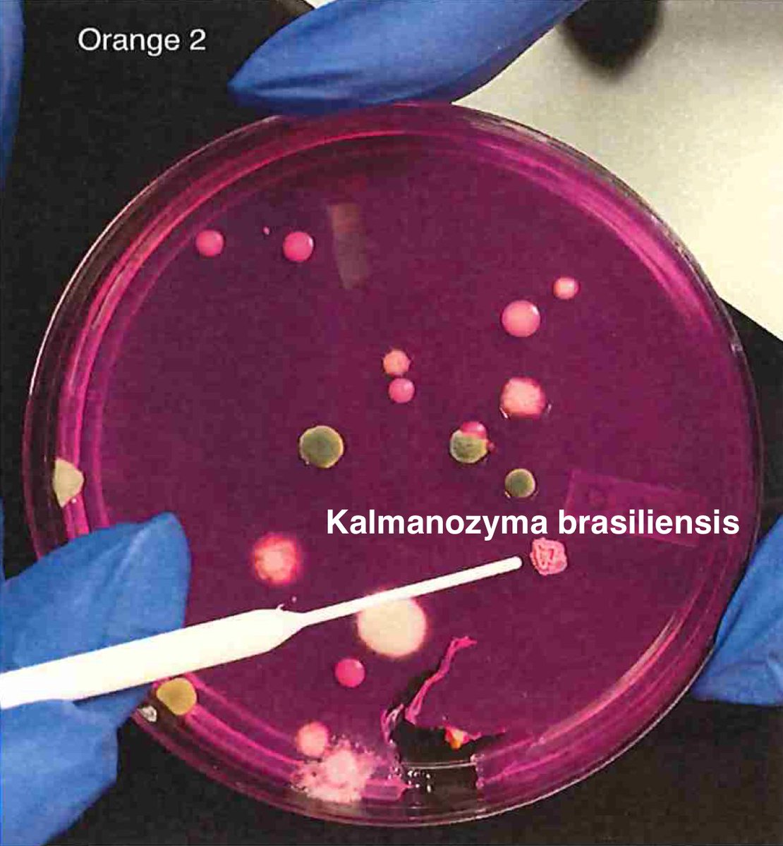 In practice, our PCR assay will face both live and dead DNA and the culture methods will only count live DNA. We have a solution for this which we will touch on later.So we isolate colonies, understand their plating curves and how they correlate with qPCR and how well they lyse