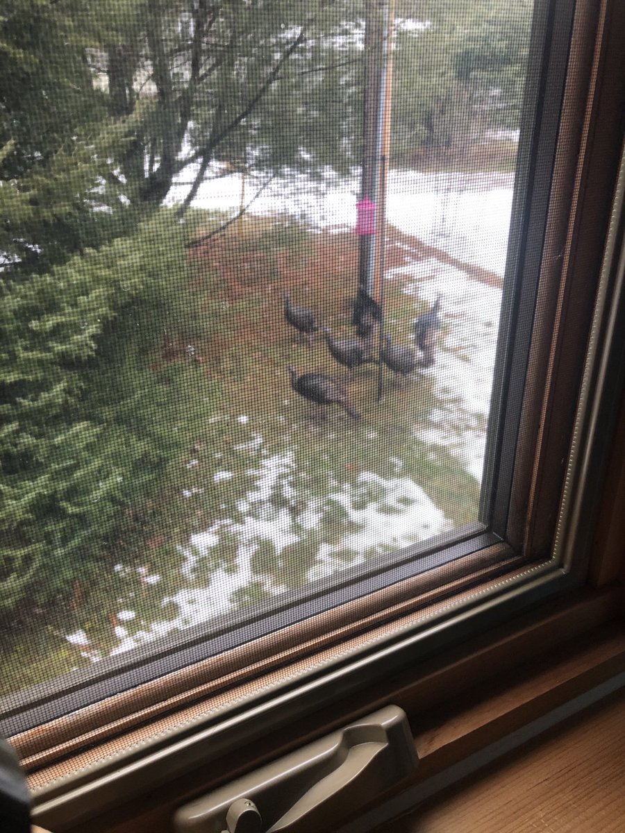 markwgreenMF's tweet photo. A flock of wild turkeys around our bird feeder. I wonder if one wants to stay for Christmas? https://t.co/rYAe5QOLG6