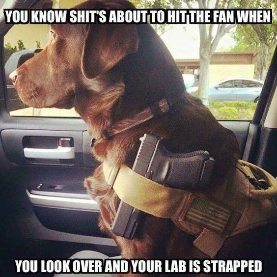 Defiel2's tweet photo. This good boy is not to be messed with! ๐#prepper #dogs #shtf #preppermeme https://t.co/276v9sjLbg