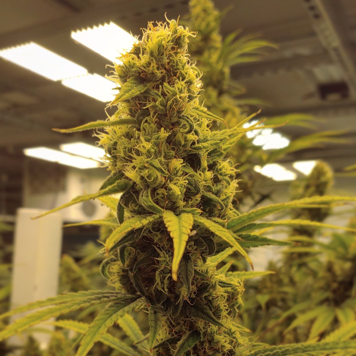 BluhenBotanical's tweet photo. Hey, pretty lady.
 💚🌿#bloomwithbluhen
⠀⠀⠀⠀⠀⠀⠀⠀⠀
💚 #CBD #hemp #cbdlife #hemplife #cannabis #bluhenbotanicals #hempstagram #hempflower #cbg #prerolls #CBDPets #cbdflower #hempwellness #cbdwellness #cbdlifestyle #cbdmovement #cbdcommunity #hemplove https://t.co/RZiJswjAYD