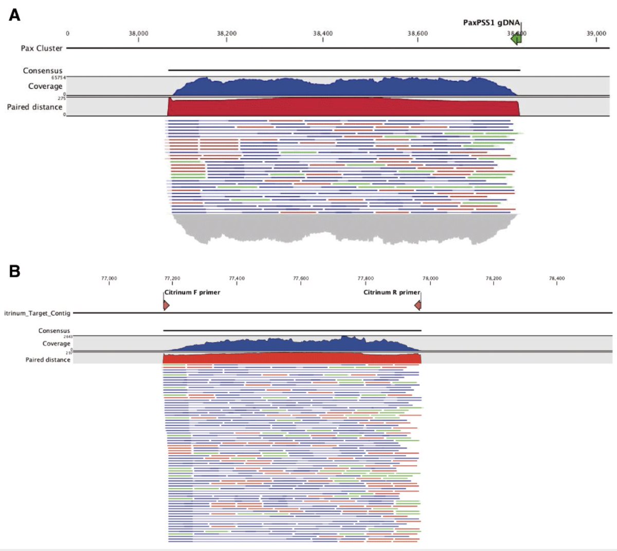 You'll notice that when we get a qPCR positive sample, we don't just assume it's on target.We sequence the amplicons to be sure and we even design a second confirmatory amplicon that targets the toxin gene to prove its mycotoxin capable. The WHO qPCR protocol skipped this step