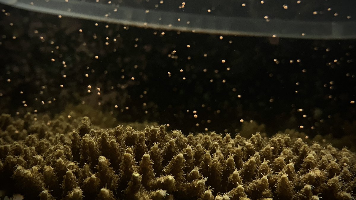 MattGrowsCoral's tweet photo. The most amazing day of #exsitucoralspawning at work today! Highlight was the 2ft colony of A. hyacinthus collected from Singapore with special permissions finally spawning after 5 years of being in the collection, absolutely mind blowing. So proud of our team! #ProjectCoral https://t.co/dQ4Gjkrek7