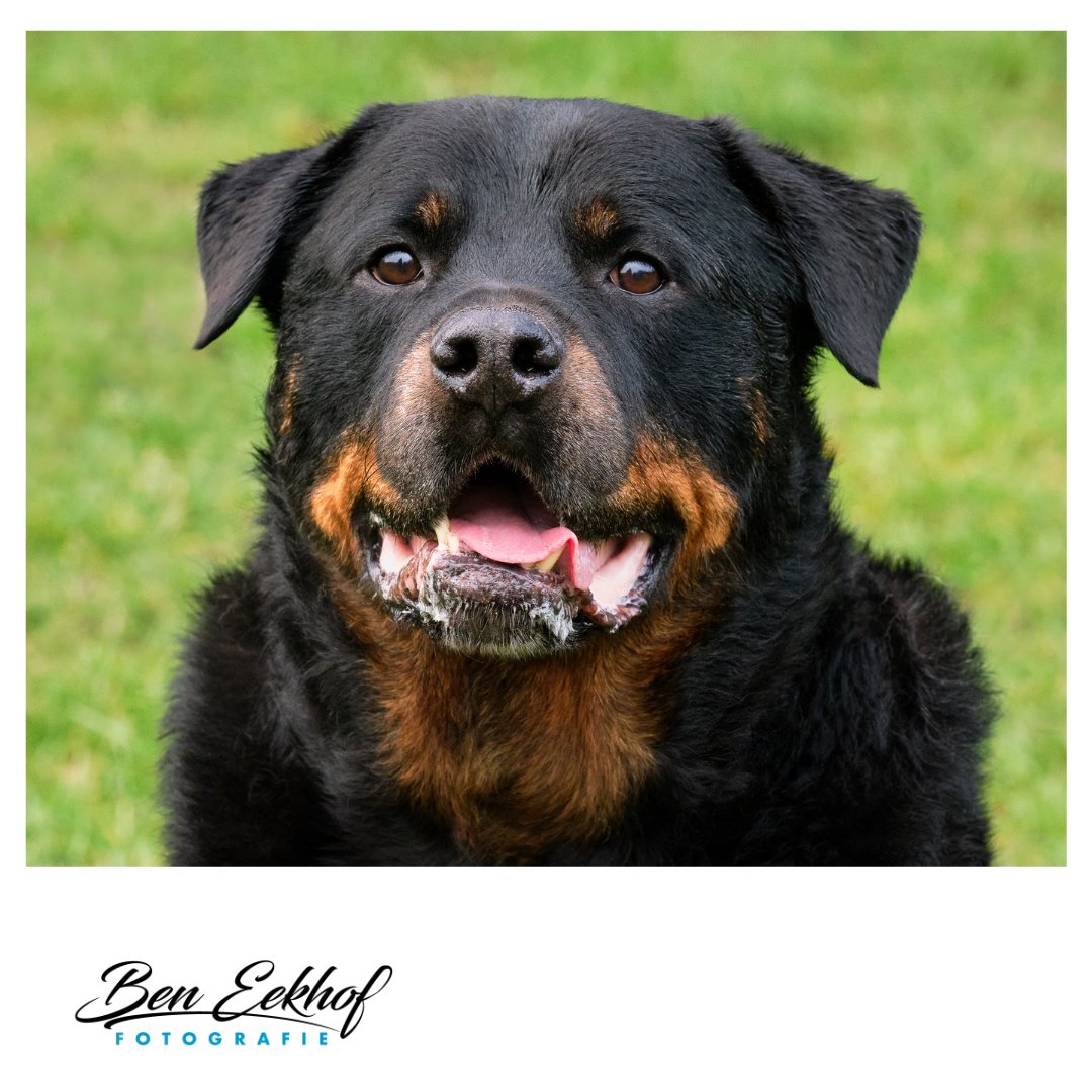 Hondenportret van Billy 😍
beneekhof.nl/portretfotogra…

#honden #dogs #dogsofinstagram#hondenvaninstagram #dogstagram #hondenfotografie  #instadog #doglover #dogoftheday #pets  #hondenofinstagram  #dogsofinstaworld #fujifilm #pet #lovedogs #petstagram #dogs_of_instagram
