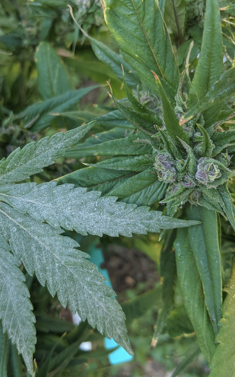 One thing we learned in this process is that your lysis conditions can swing your Cq scores 5-8 Cqs! That an enormous variable that needs to be dealt with.We learned a lesson from Powdery Mildew resistant cannabis to get this done. Some cannabis has figured out how to lyse mold