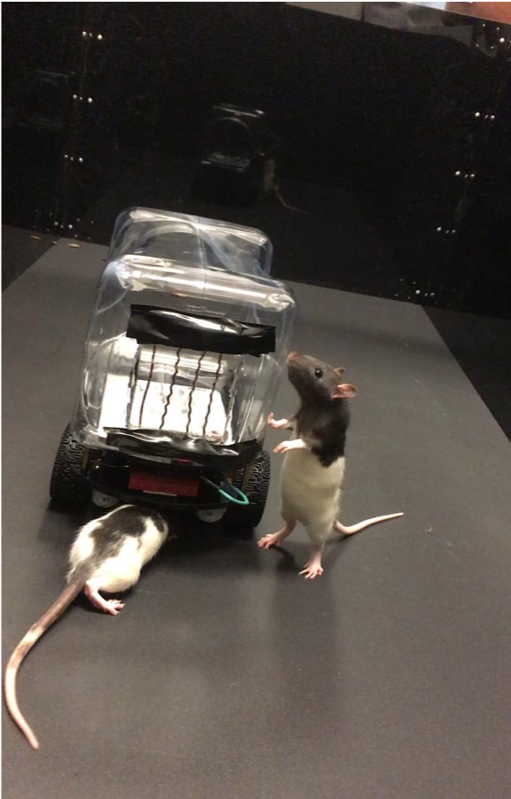 thegallowboob's tweet photo. Scientists recently discovered that rats love driving tiny cars, even when they don’t get treats. When put in mazes adapted to tiny cars, the rats just enjoyed cruising around. https://t.co/XHopq0QliM