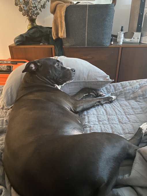 did this fat baby steal a pillow to nap https://t.co/gmmSVMBgzc