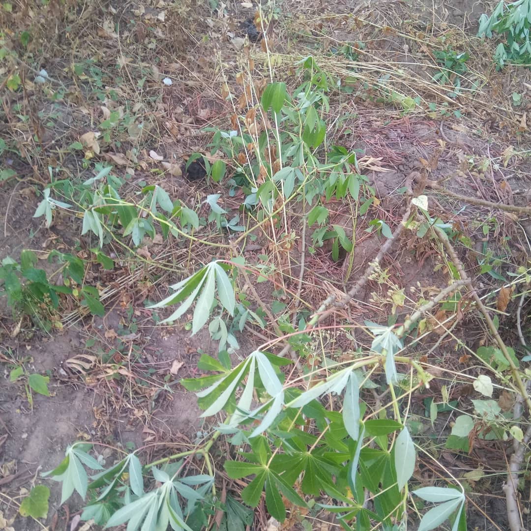 Horizonz tweet media