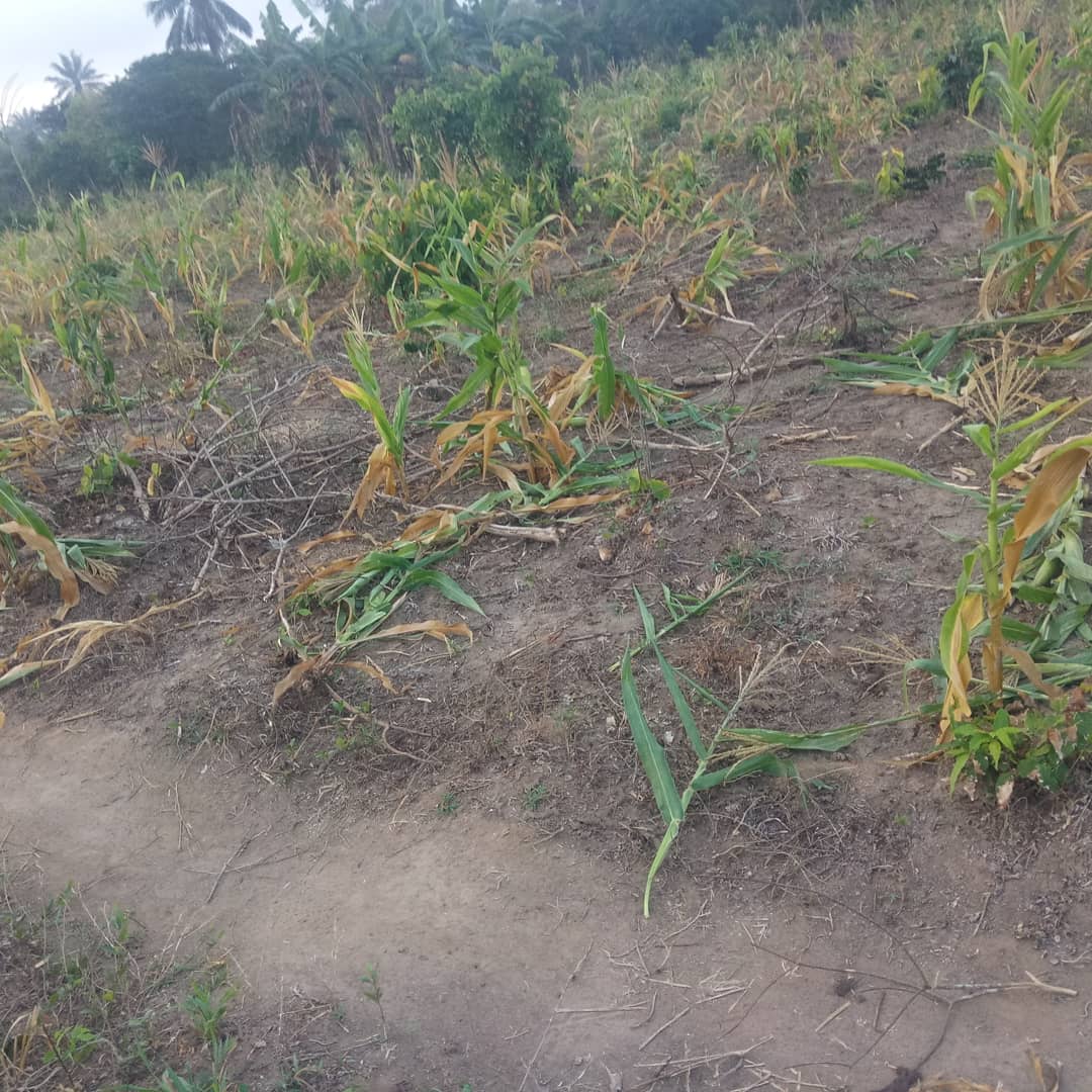 Horizonz tweet media