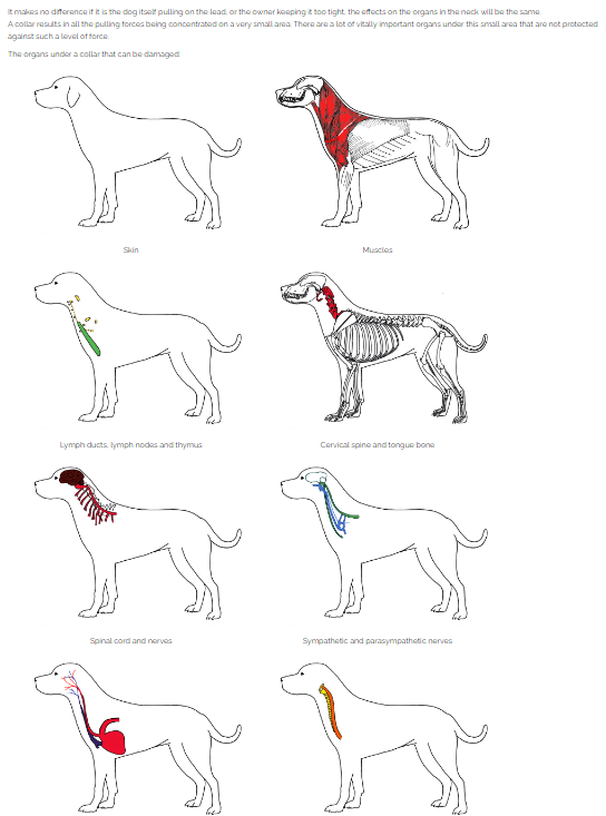 SelenaCaamano's tweet photo. @froglandsouth @servicerotties One of my lecturers from my Dog Trainer's Course, Els Vidts (a certified Turid Rugaas Trainer) has an excellent resource on her website regarding this topic that you might find interesting. #SlowDogMovement #CalmingSignals #TuridRugaas https://t.co/7drIIC2lJL https://t.co/kiN5m5rOvH
