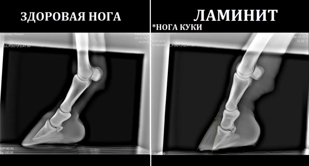 “Коротко о болезни, ламинит - это сдвиг копытной кости со своего места. 