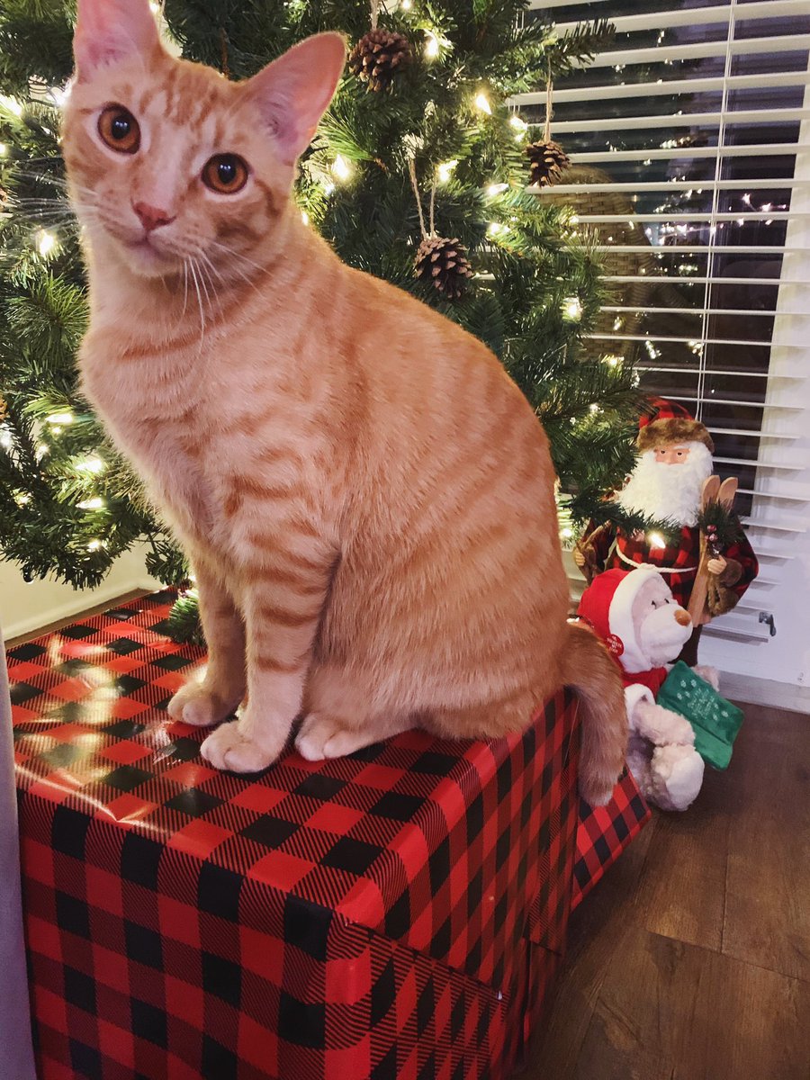 Itsmemaryellyn's tweet photo. Merry Christmas from my fur babies.💚❤️ https://t.co/bT7QVq1GOY