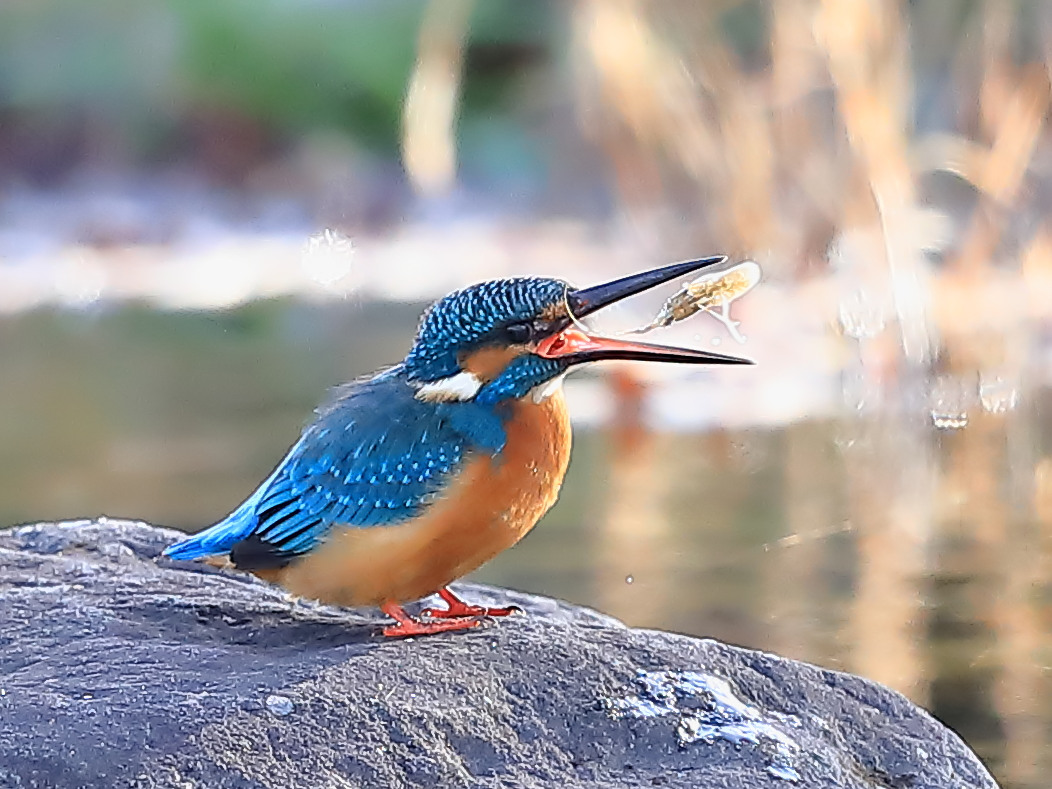 トラッタ カワセミ スジエビ この河川でスジエビ カワエビ は 魚以外ではカワセミが最もよく捕らえる餌だと思います 人間が食べても美味しいようですが そんなに大量には捕れないでしょうからカワセミに譲ります T Co Hy0zqxp02b