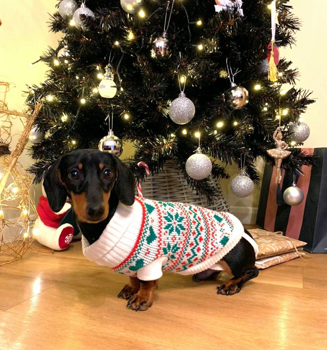 mendham_L's tweet photo. Stanleys 1st Christmas 🐶🎄 @TeamQEHStaff #qehsantapaws https://t.co/YQEVVTgyyy
