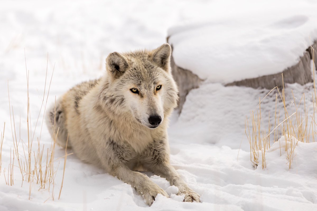 Chilly morning today with about an inch of new snow. Some of our residents live the cold and snow - our wolves are certainly in that group!