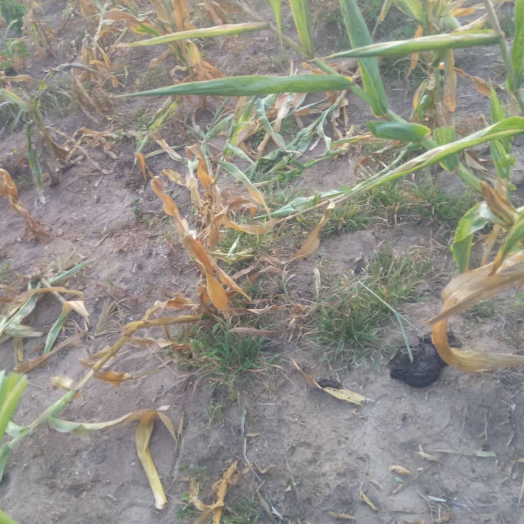 Horizonz tweet media