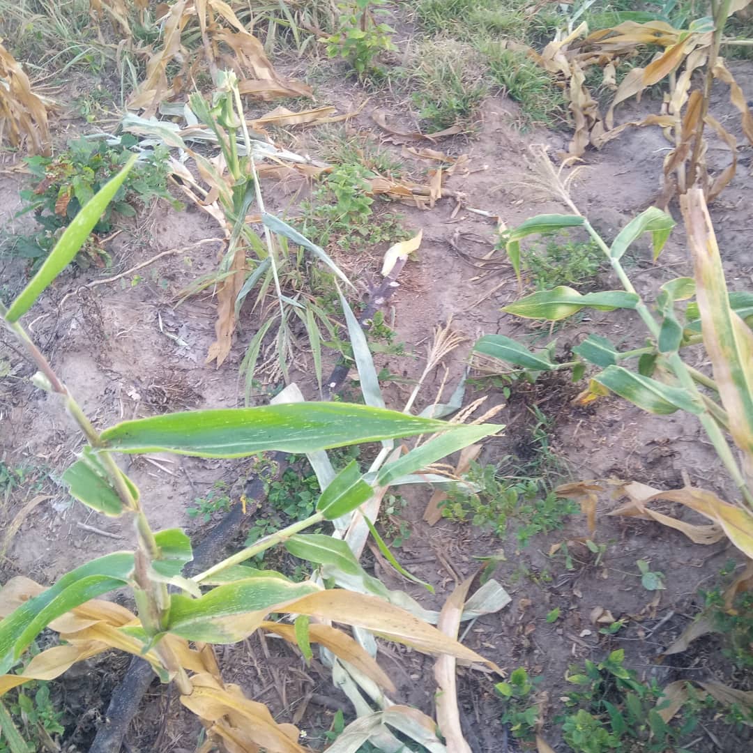 Horizonz tweet media