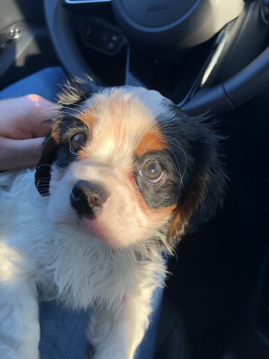 Bryan Pistorius tweet media