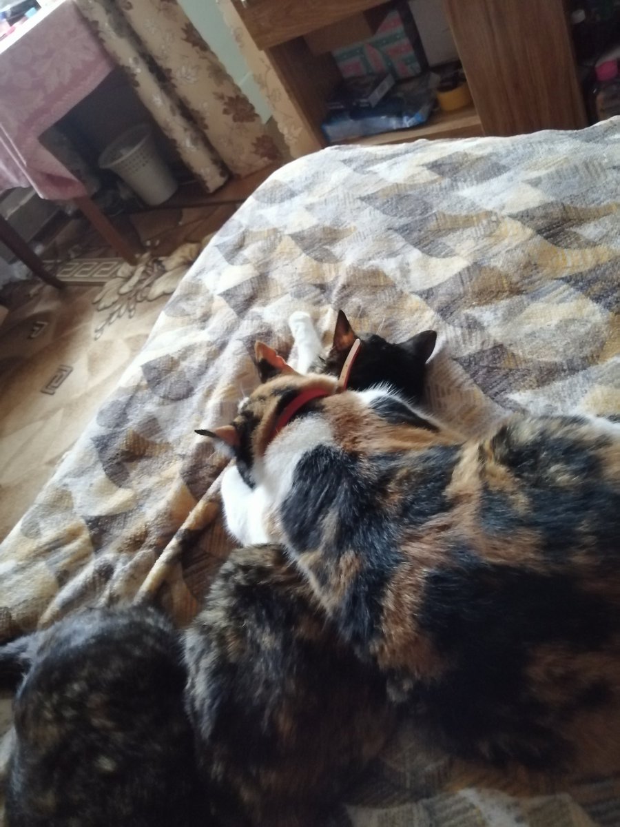 М-материнская любовь ❤️🐱😻