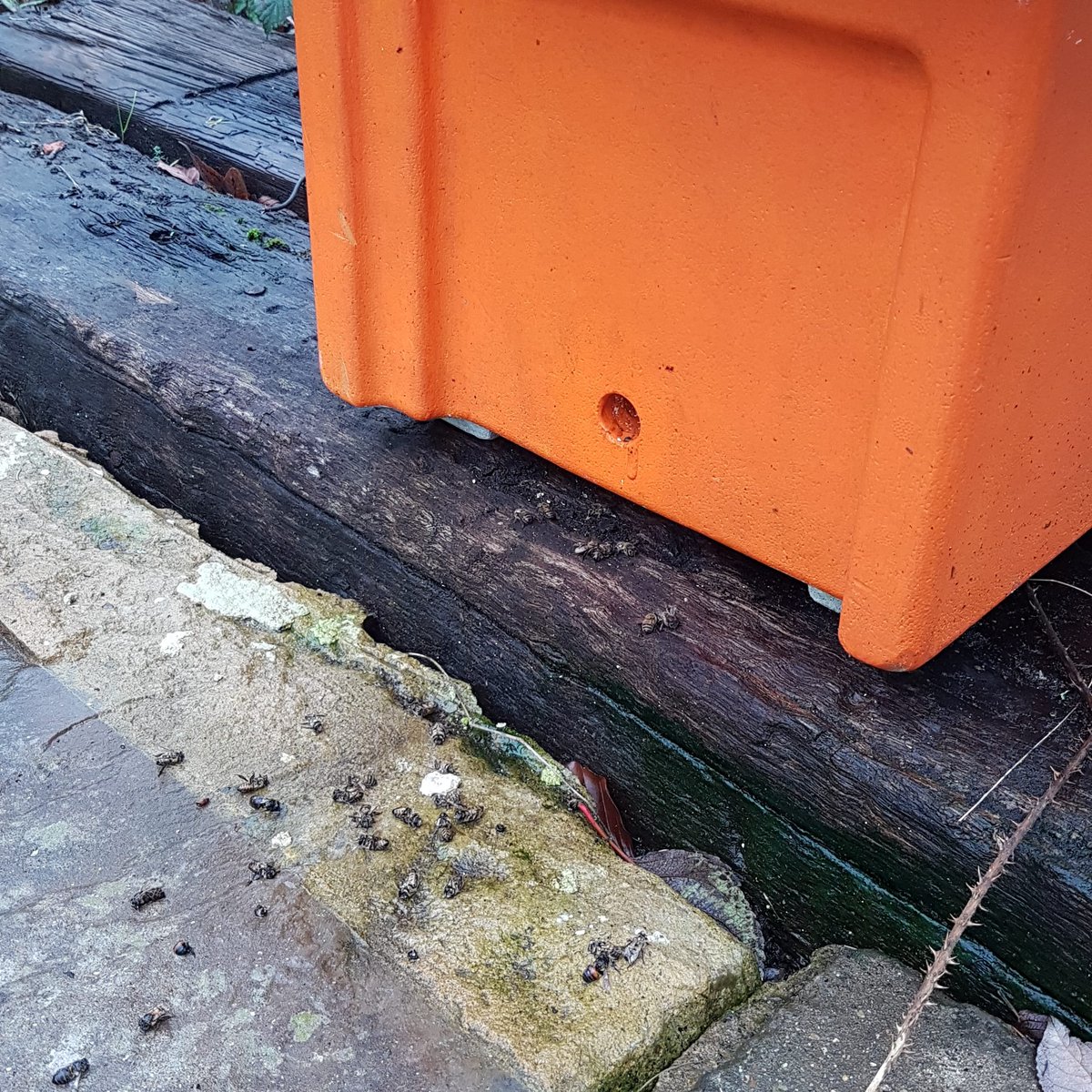 kaleem_edwards's tweet image. Cycle of life today at the hives.

Warmed up and the bees were clearing out the dead un's

#winterbees