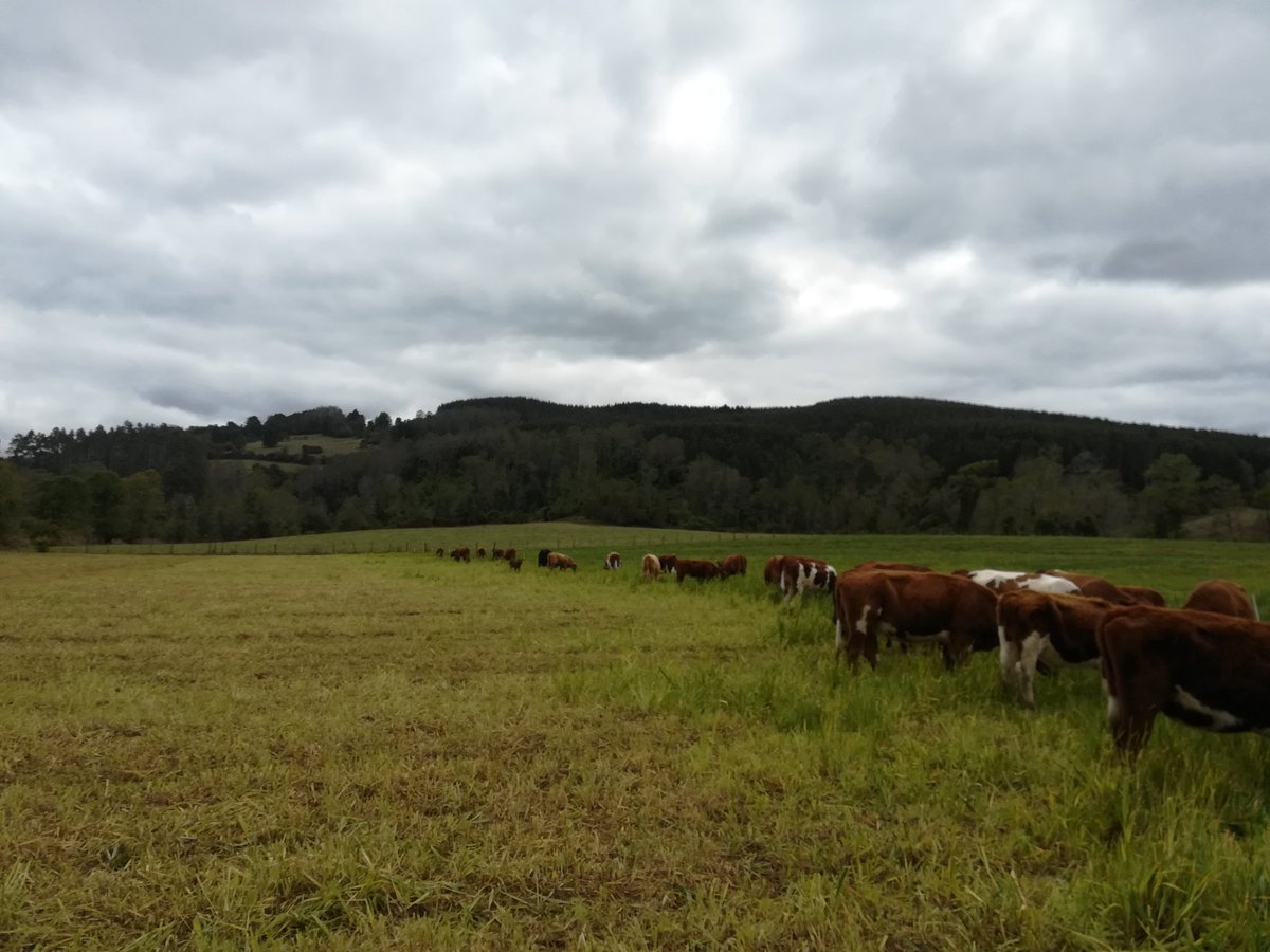 PaolittaAndreaa's tweet image. Aquí les comparto un poco de todo lo qué me apasiona ❤️
 #VidaDeCampo
#MiPasion
 #MiHogar